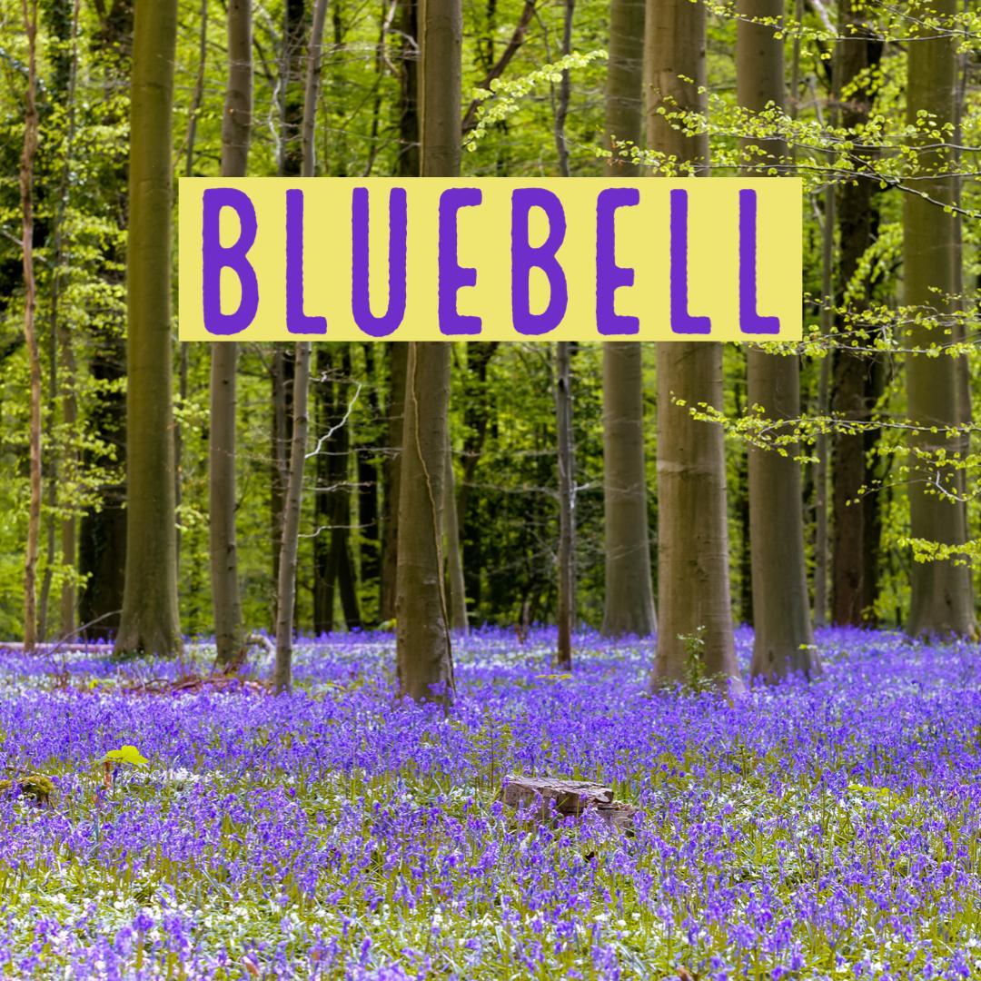 Bluebell - Wax Melts