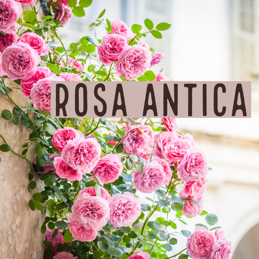 Rosa Antica - Wax Melts